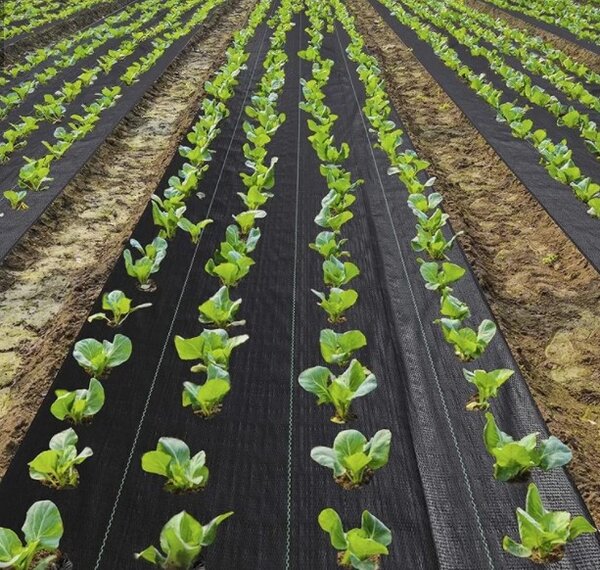 Ground Cover